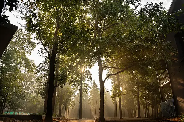 Joypur Forest